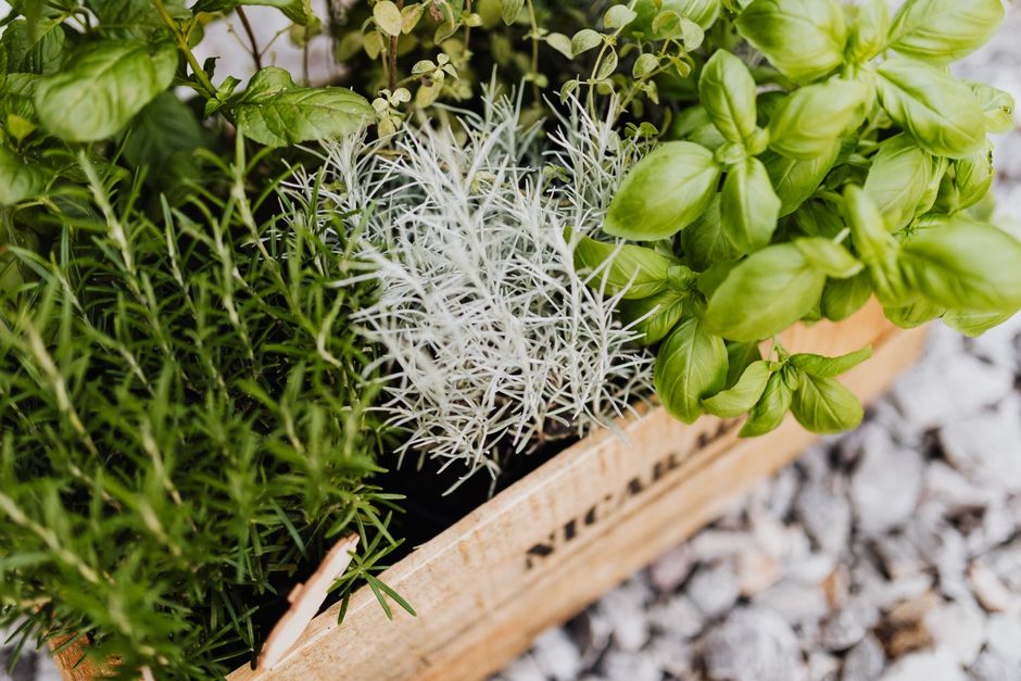 Veel groen in een kleine tuin in Delft